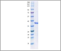 Papain-like Protease/ PLpro