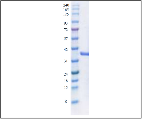 Amyloid Precursor Protein α (304-612), Secreted human (sAPPα 304-612)