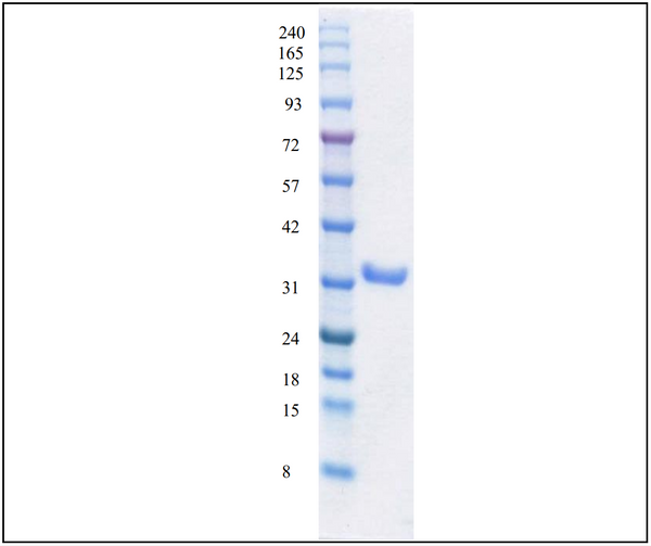 3CL Protease/ Mprotease